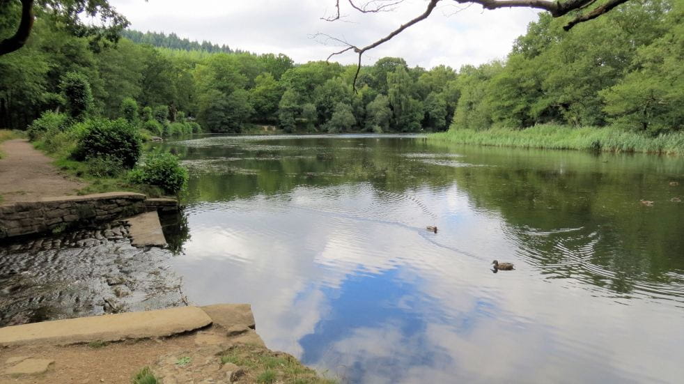 Cannop ponds surrounded by trees